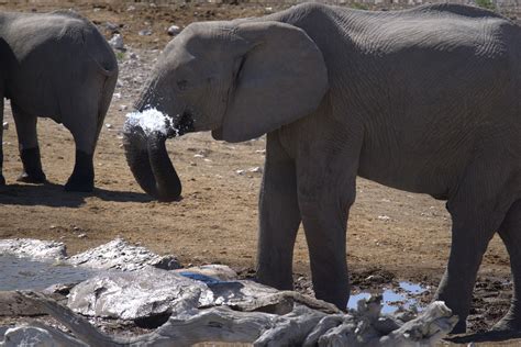 Namibia Elefante Big Five Foto Gratuita No Pixabay