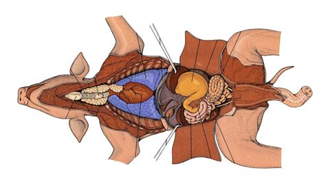 Anatomy And Physiology I Pig Dissection Diagram Quizlet