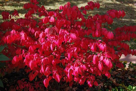 November Plant Of The Month Euonymus Alatus Cultivars Ornamental Trees Euonymus Alatus Plants