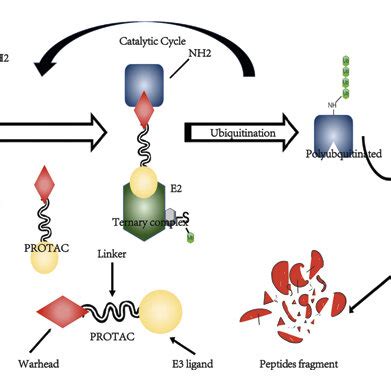 Synthesis And Pharmacokinetics Of Protacs Targeting BCR ABL A A