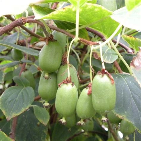 Actinidia Arguta ‘Issai’ | Briggs Nursery