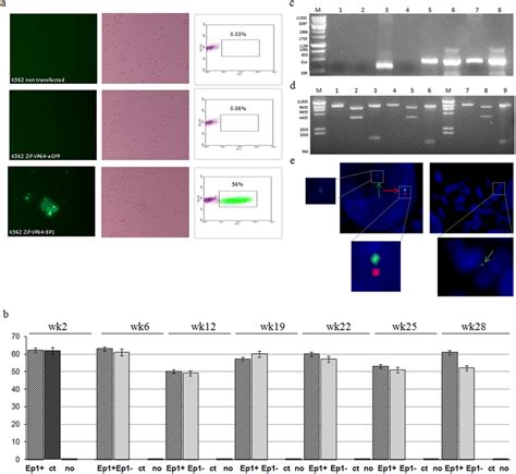 Documentation Of Egfp Expression And Episomal Status Of Vector