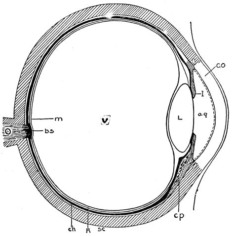 Eye Cross-Section | ClipArt ETC