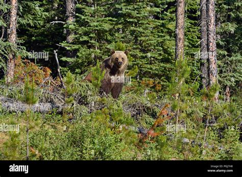 Grizzly Bear Habitat