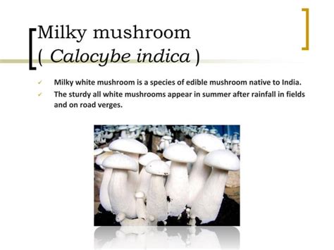 Classification Of Mushrooms PPT