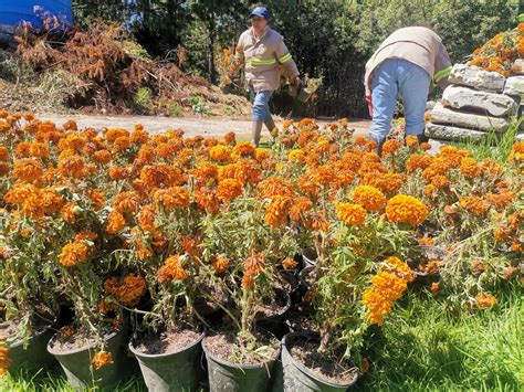 Convertirán flor de cempasúchil en composta Capital Estado de México