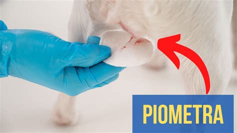 Sintomas De Piometra Em Cadelas BRAINCP