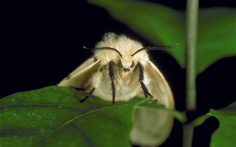 Gypsy Moth Becomes The Spongy Moth The Columbian