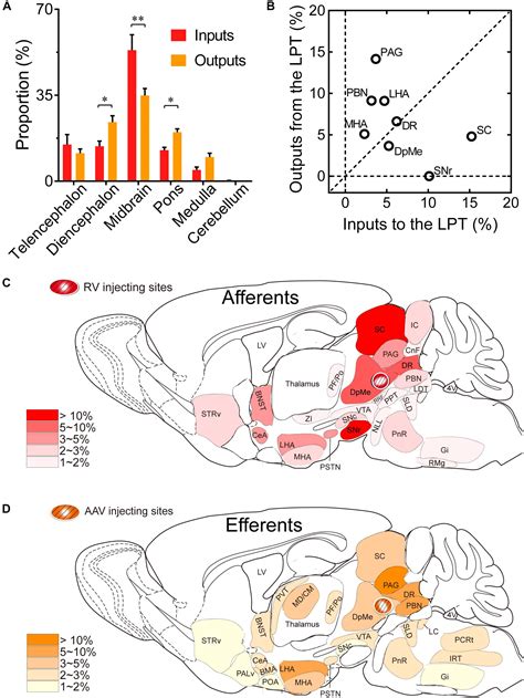 Frontiers Whole Brain Neural Connectivity To Lateral Pontine