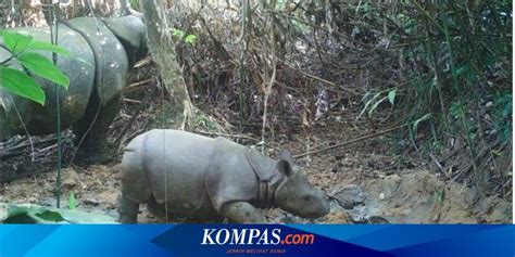 Badak Jawa Kembali Lahir Di Ujung Kulon Populasi Bertambah Jadi