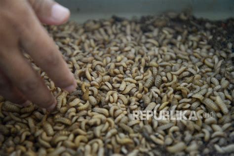 Kandang Maggot Yogyakarta Dimaksimalkan Solusi Kurangi Volume Sampah