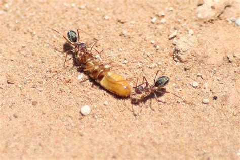 Ants Eating A Termite Flickr Photo Sharing