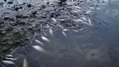 Brazil Tonnes Of Dead Fish Wash Up In River Sky News