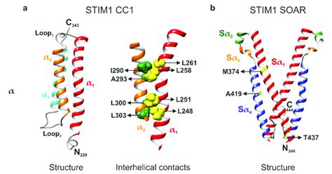 Structural Resolutions Of The Stromal Interaction Molecule Stim