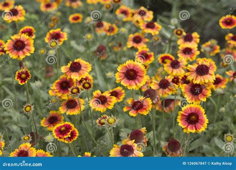 Blanket Flowers Stock Image Image Of Bees Yellow Flora 126067847