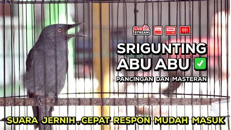 Srigunting Abu Abu Gacor Tembakan CILILIN COCOK Untuk Masteran