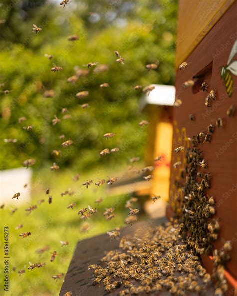 Bienen Vor Einer Bienenbeute Mit Honigbienen Auf Dem Flugbrett Stock