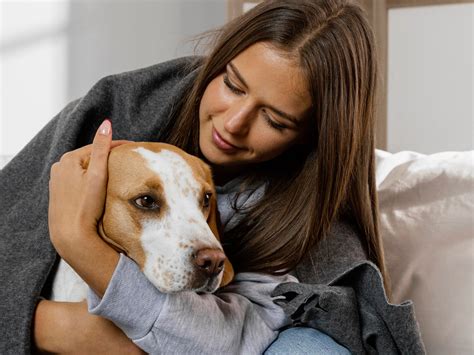 Confira Cuidados Fundamentais Que Voc Deve Ter O Pet