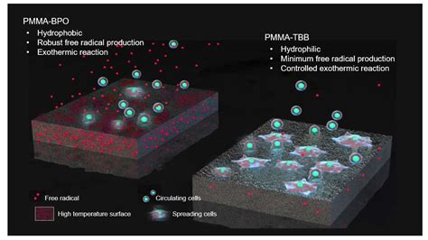 Ijms Free Full Text The Effect Of Tbb As An Initiator On The