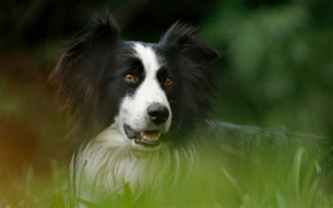 Nombres Para Border Collie Ideas Originales Y Divertidas Para Tu