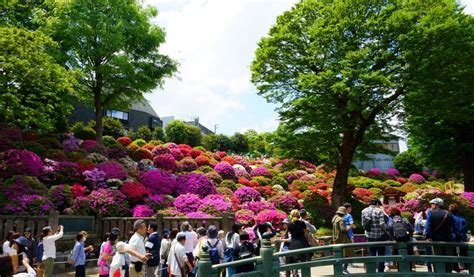 Nezu Shrine Azalea Festival, Early Apr–Early May 2022, 2022 | Tokyo Cheapo