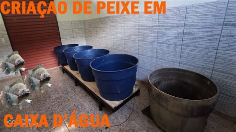 Como Criar Peixe Em Caixa D Gua Passo A Passo Epis Dio Youtube