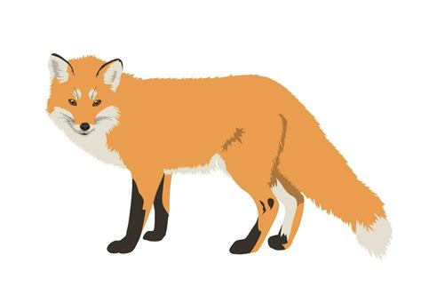 Realistic Red Fox Vector Illustration 24261622 Vector Art At Vecteezy