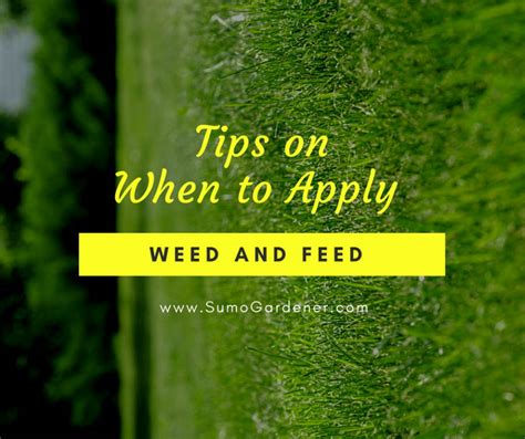 When To Apply Weed And Feed: The Best Time And How To Apply