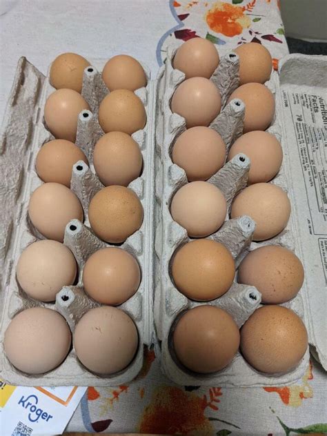 6 Eggs Pure Bred Black And Blue Splash Jersey Giant Chicken Hatching Eggs Ebay