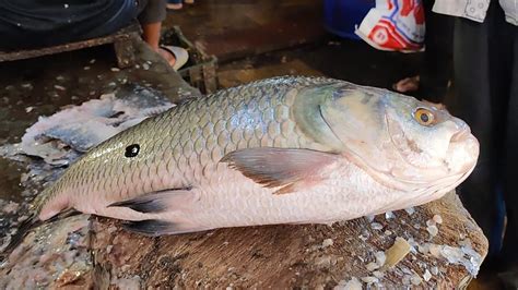 Amazing Katla Fish Cutting Skills In BD Fish Market YouTube