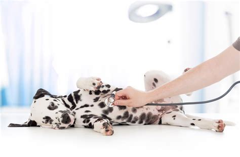 What Is The Drug Torbutrol Used For In Dogs