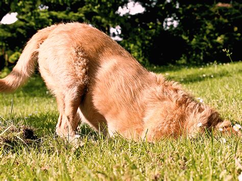 Grasmilben Beim Hund Symptome Ursachen Und Behandlung