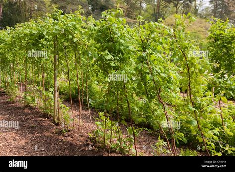 Raspberry Canes Hi Res Stock Photography And Images Alamy