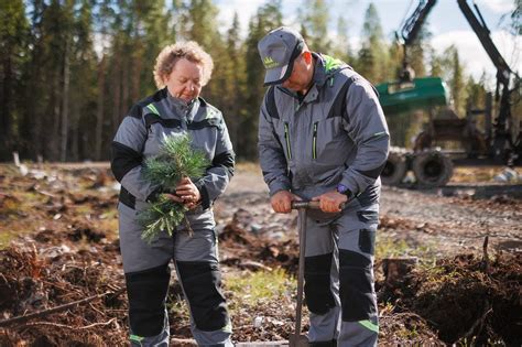 В 2022 году «Карелия Палп» высадила более 300 тысяч деревьев | Karjala Pulp