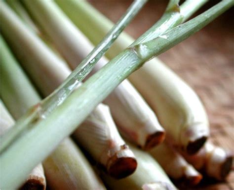 Lemon Grass O Hierba Lim N Gastronom A C A