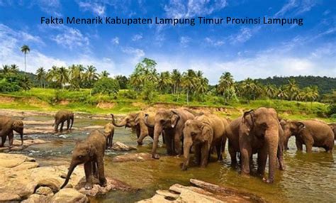 Pemekaran Wilayah Provinsi Lampung Dan Fakta Menarik Kabupaten Lampung