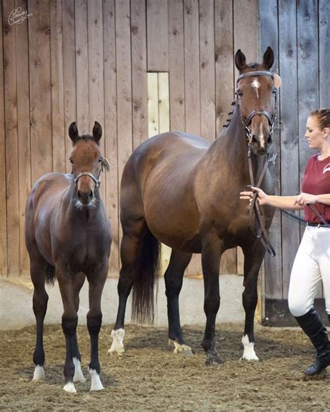 Peregrine Red Gate Sporthorses