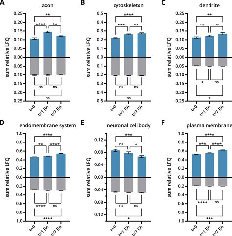 S Palmitoylation During Retinoic Acid Induced Neuronal Differentiation