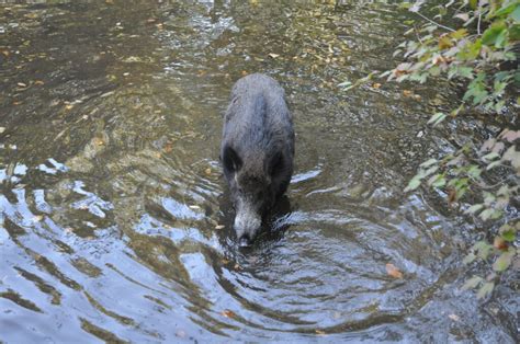 Aufgrund Der Ausbreitung Der Afrikanischen Schweinepest In Richtung