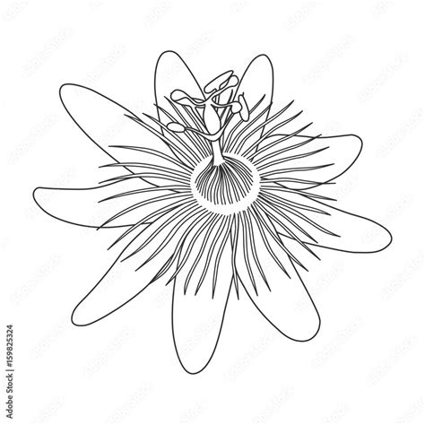 Stockvector Isolated Hand Drawn Black Outline Monochrome Flower Of