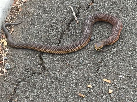 Female Snake Telegraph