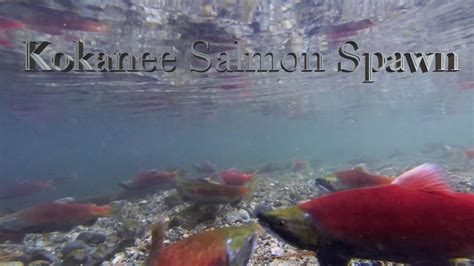 Taylor Creek Lake Tahoe Kokanee Salmon Spawn Youtube