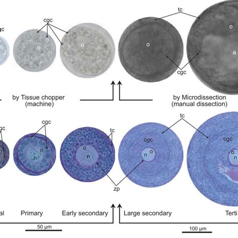 Schematic Sequence Of Complete Follicular Development Preantral Phase Download Scientific