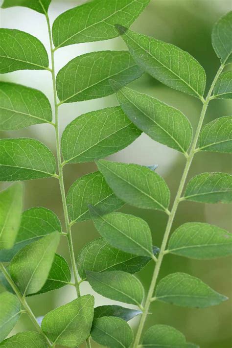 How To Grow Curry Leaf Trees Gardeners Path