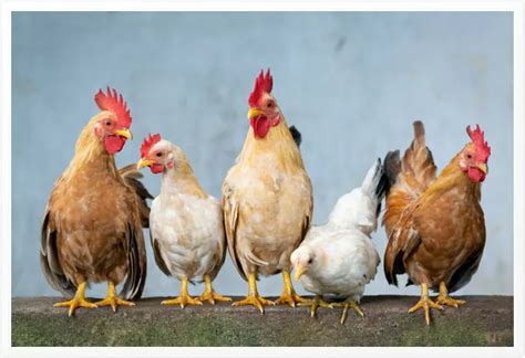 Fear Of Chickens Symptoms Causes And Treatments Tranceform