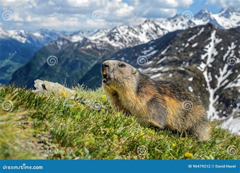 Alpine Marmot Marmota Marmota Alps Austria Stock Photo Image Of