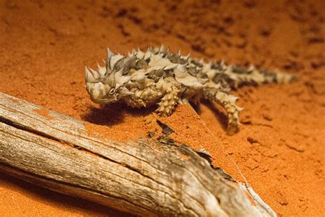 Thorny Devil Lizard Photograph by Douglas Barnard - Pixels