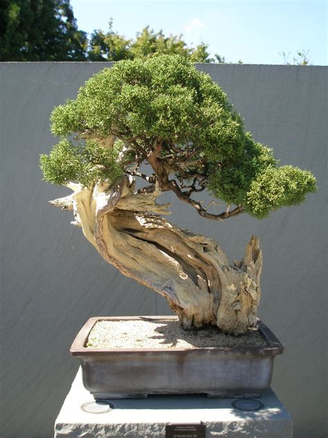 California Juniper Bonsai In Training Since 1964 Flickr