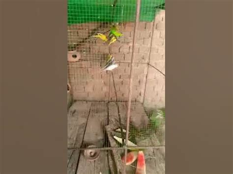 ballaj with parrots #youtubeshorts - YouTube