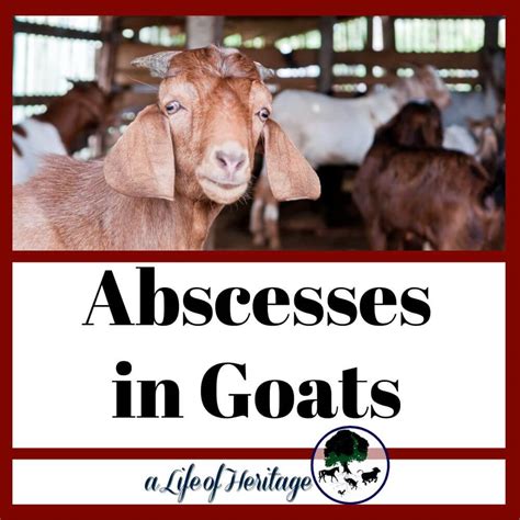 Abscesses In Goats Identification Types And Effective Treatment